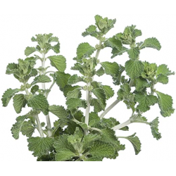 MARROIO BRANCO PLANTA 50 G  CHÁ HUNOS